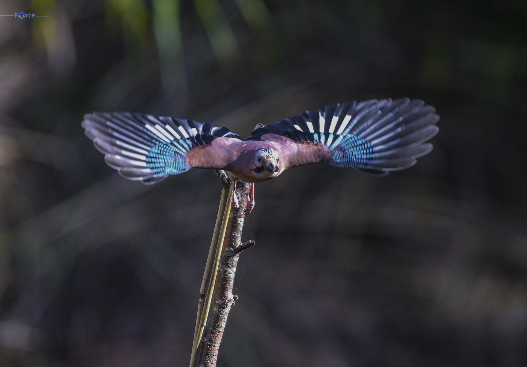 Canon EF 500mm F4L IS USM sample photo. Jay off photography