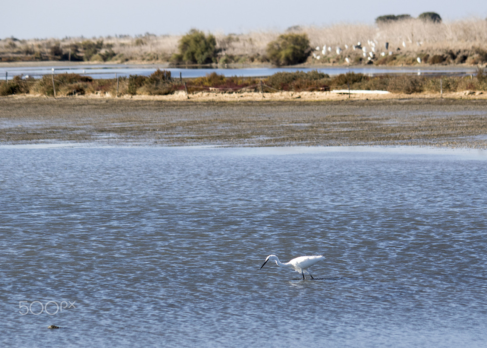 Canon EF-S 55-250mm F4-5.6 IS sample photo. Egret in the ile de re's salt marshes photography