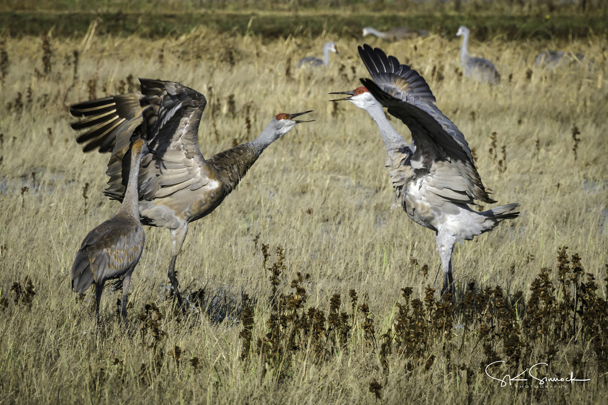 Nikon D800 sample photo. Sandhill crane argument photography
