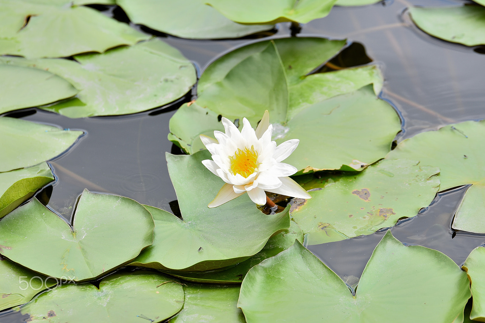 Tamron SP 70-200mm F2.8 Di VC USD sample photo. Lotus flower photography