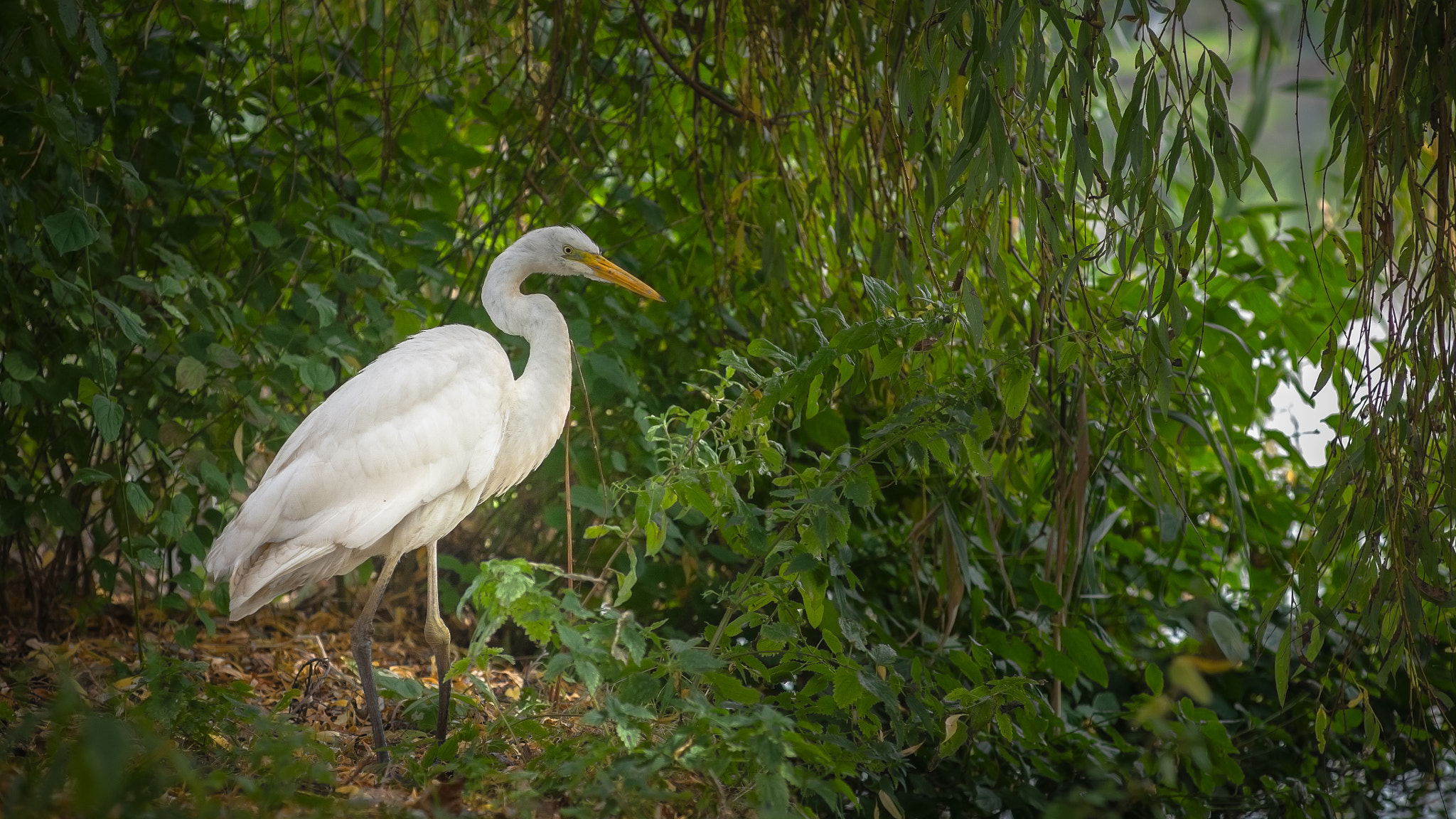 Canon EOS 5D sample photo. The silver heron photography