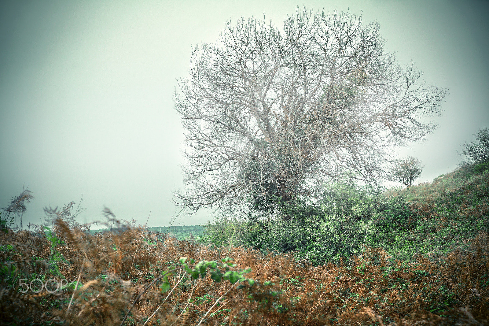 Canon EF 35-80mm f/4-5.6 sample photo. Fog photography