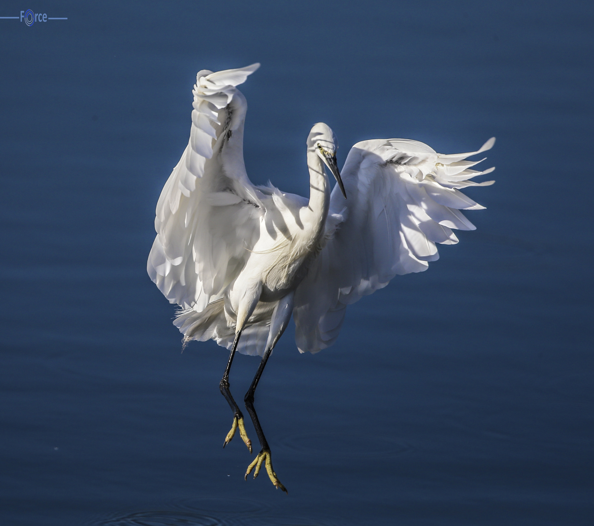 Canon EF 500mm F4L IS USM sample photo. Little egret landing photography