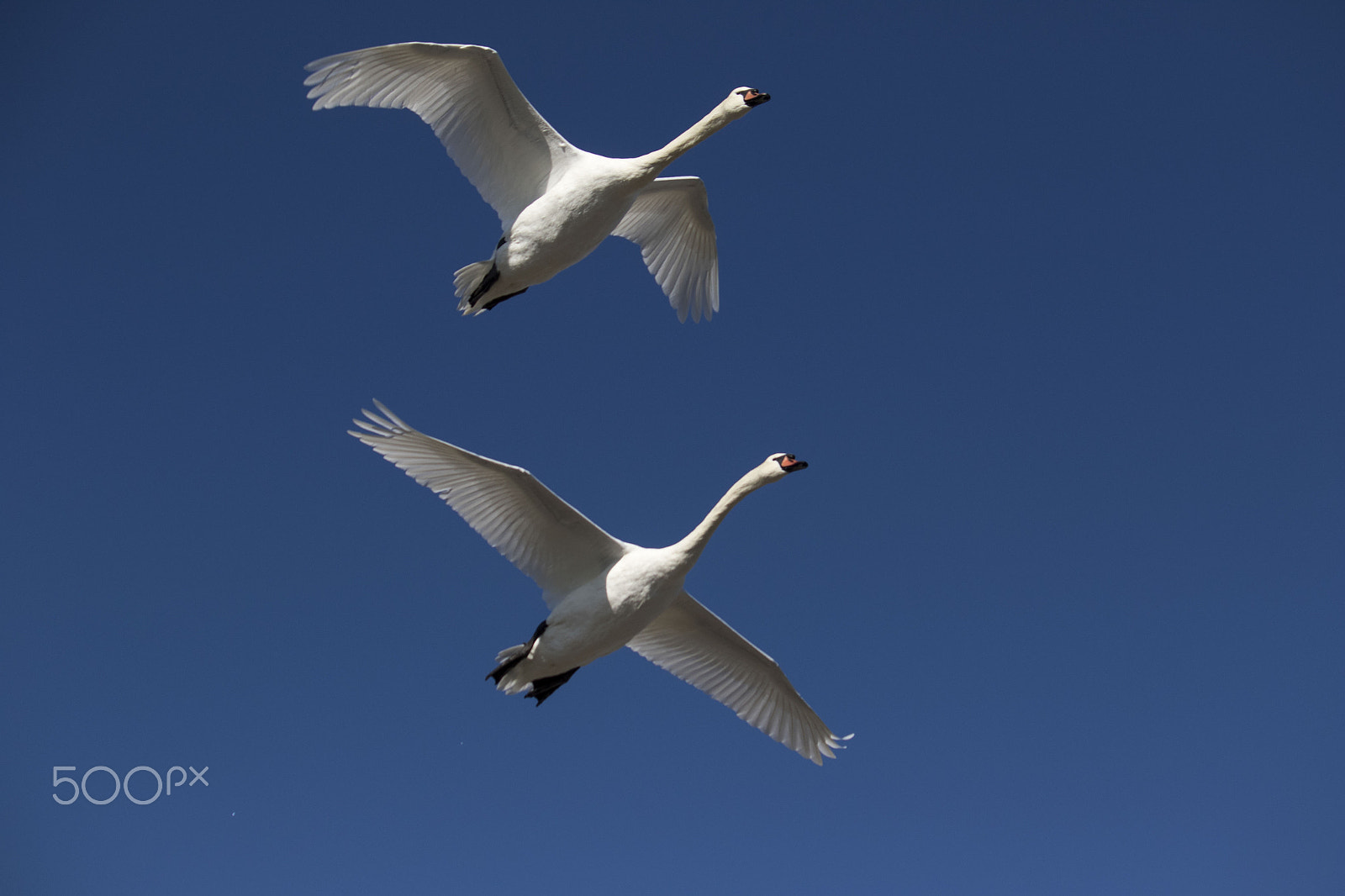 Canon EOS 7D Mark II + Canon EF-S 55-250mm F4-5.6 IS sample photo. Pair of swans in the big blue sky photography