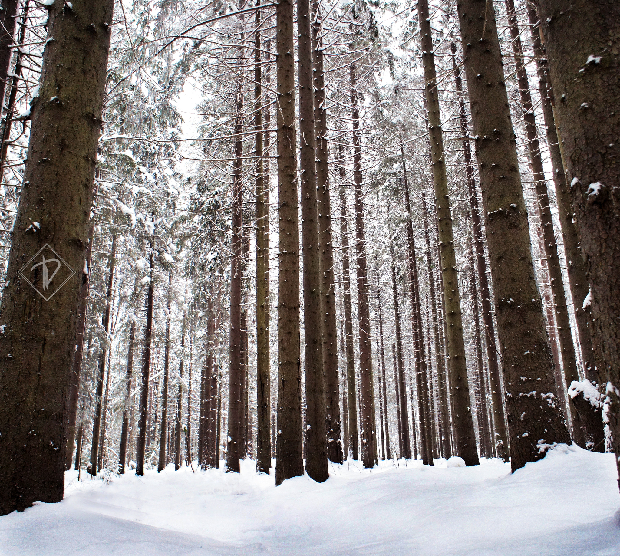 Sony Alpha NEX-C3 + Sony E 16mm F2.8 sample photo. Stately pines photography