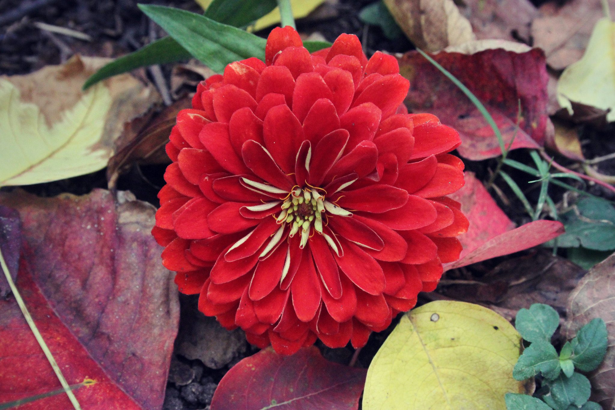 Canon EF-S 18-55mm F3.5-5.6 II sample photo. Autumn zinnia photography