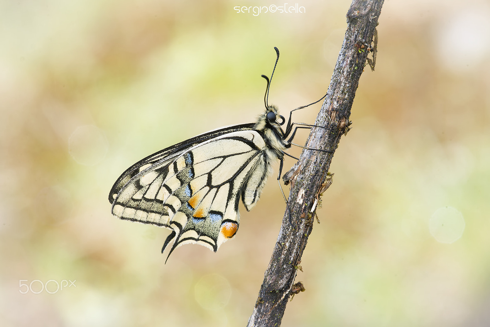 Sigma 150mm F2.8 EX DG Macro HSM sample photo. Machaon______ photography