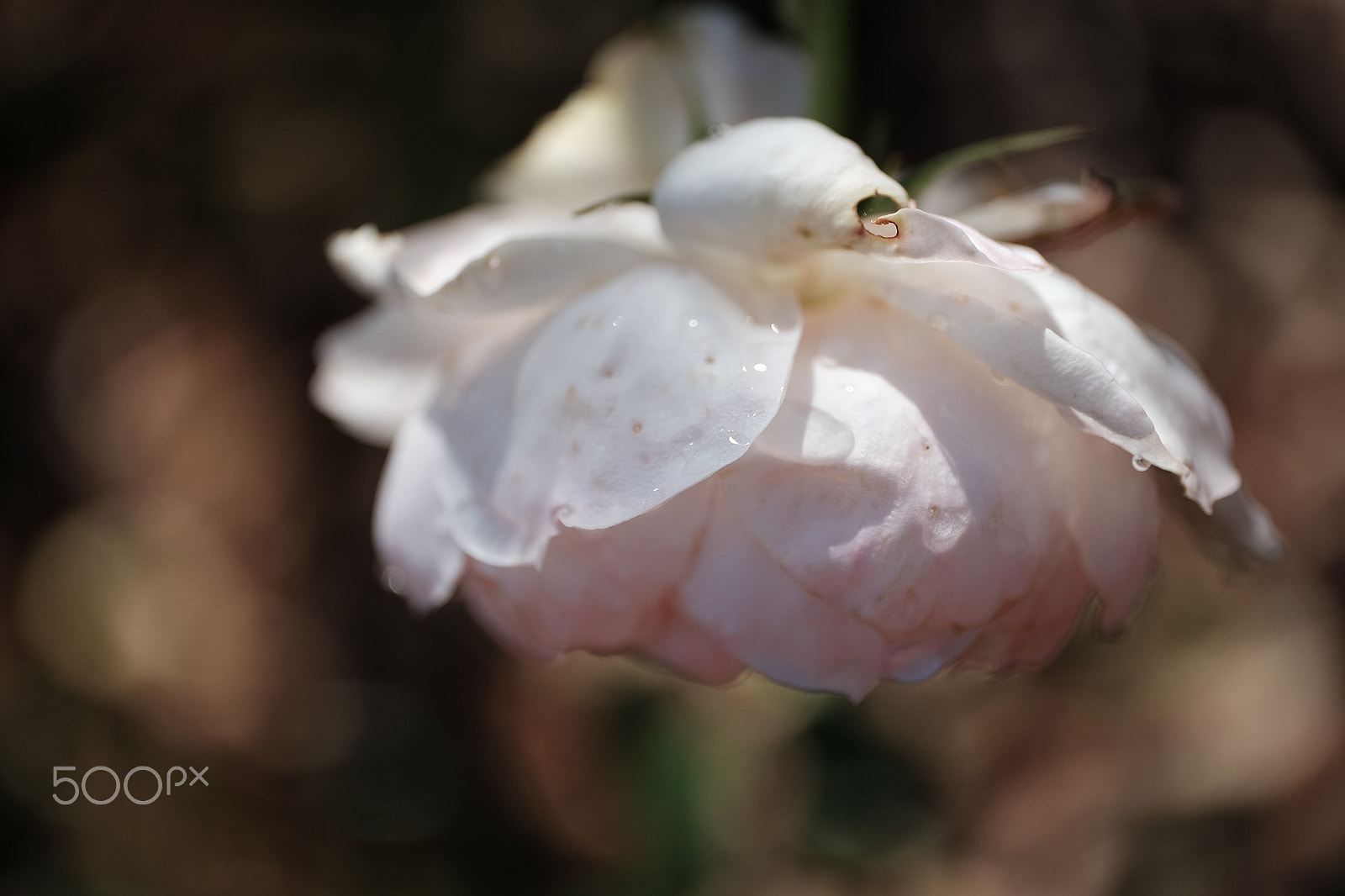 ZEISS Touit 50mm F2.8 sample photo. Rose garden fxe photography