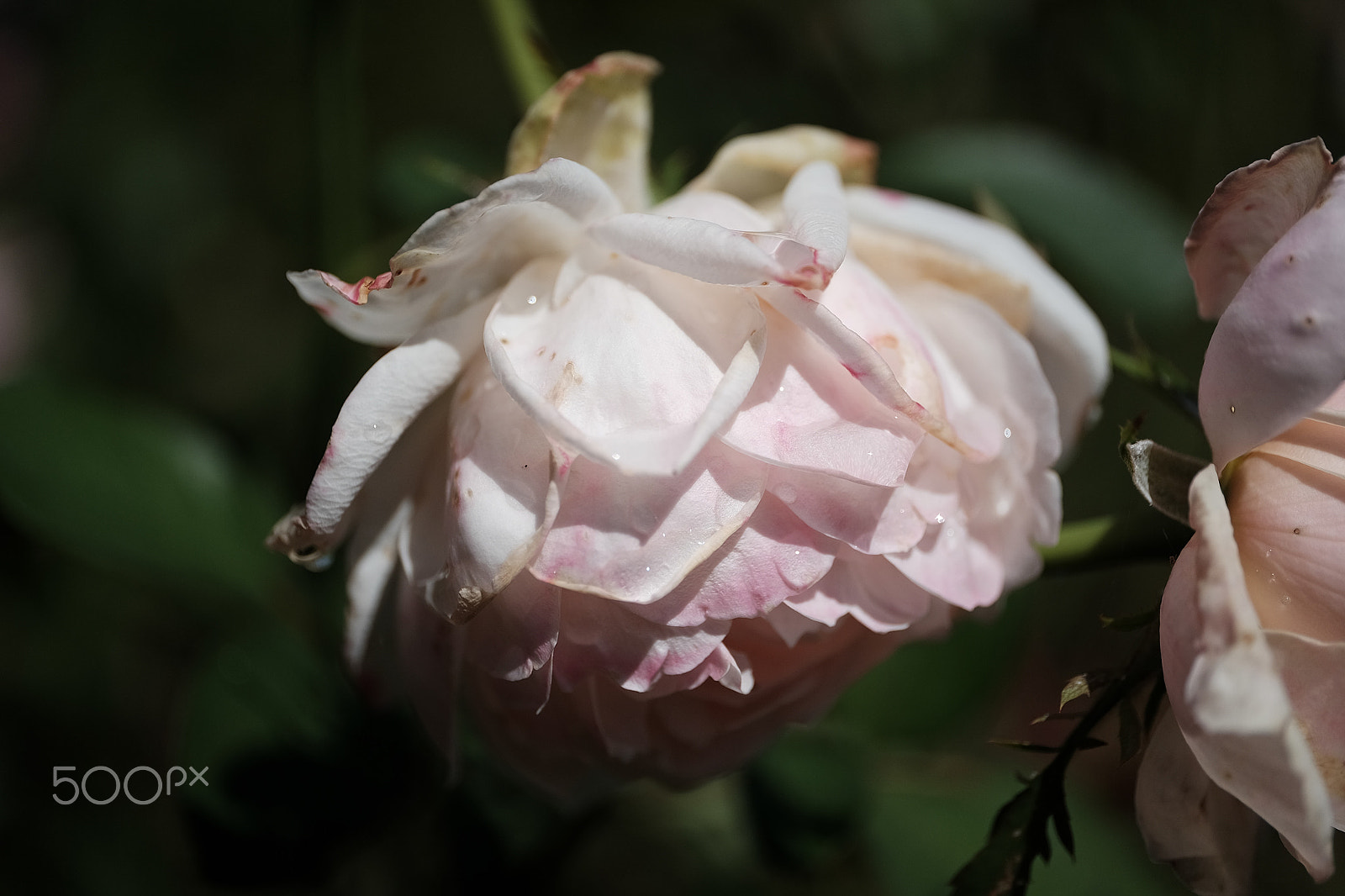 ZEISS Touit 50mm F2.8 sample photo. Rose garden fxe photography