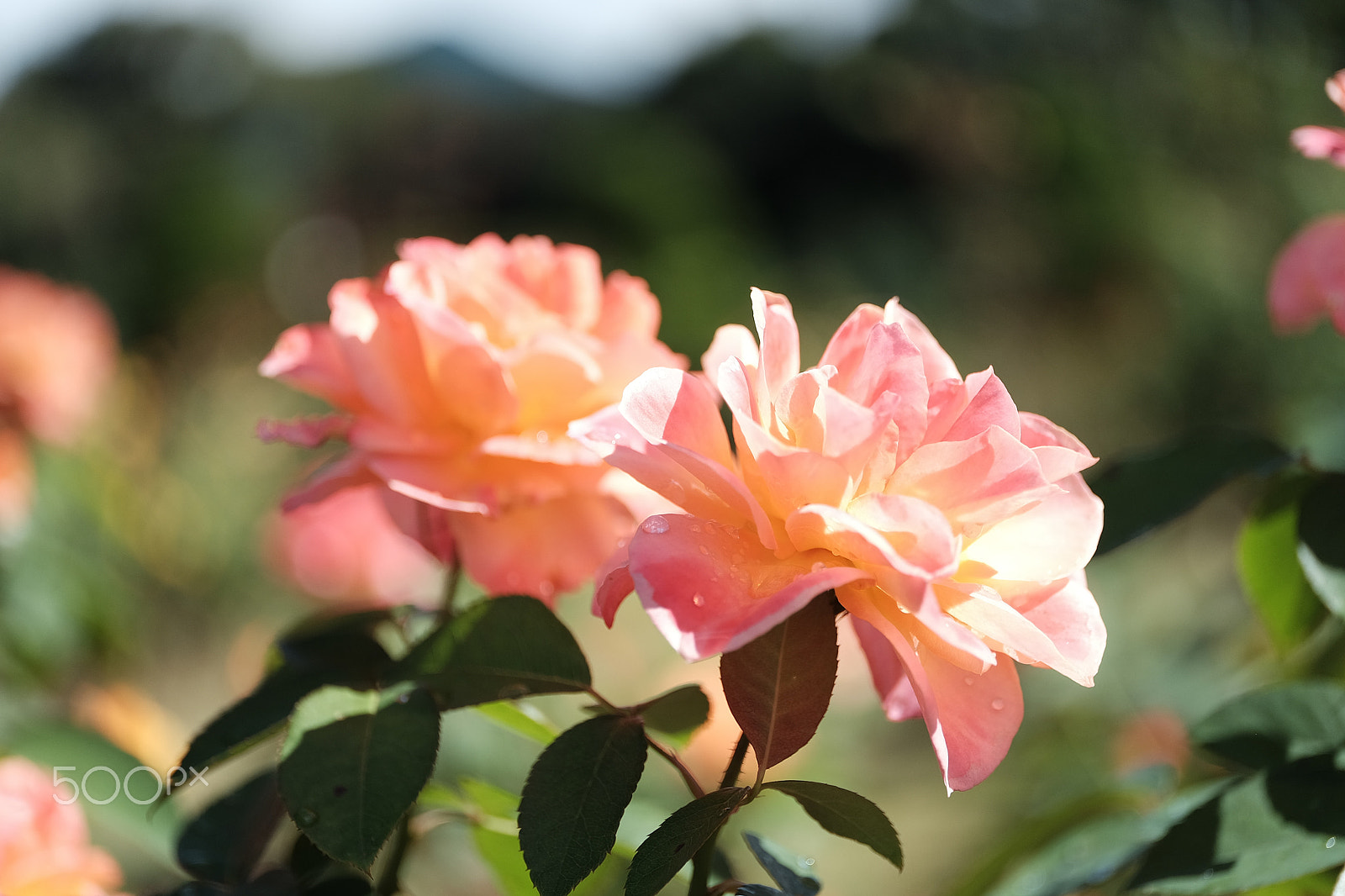 ZEISS Touit 50mm F2.8 sample photo. Rose garden fxe photography