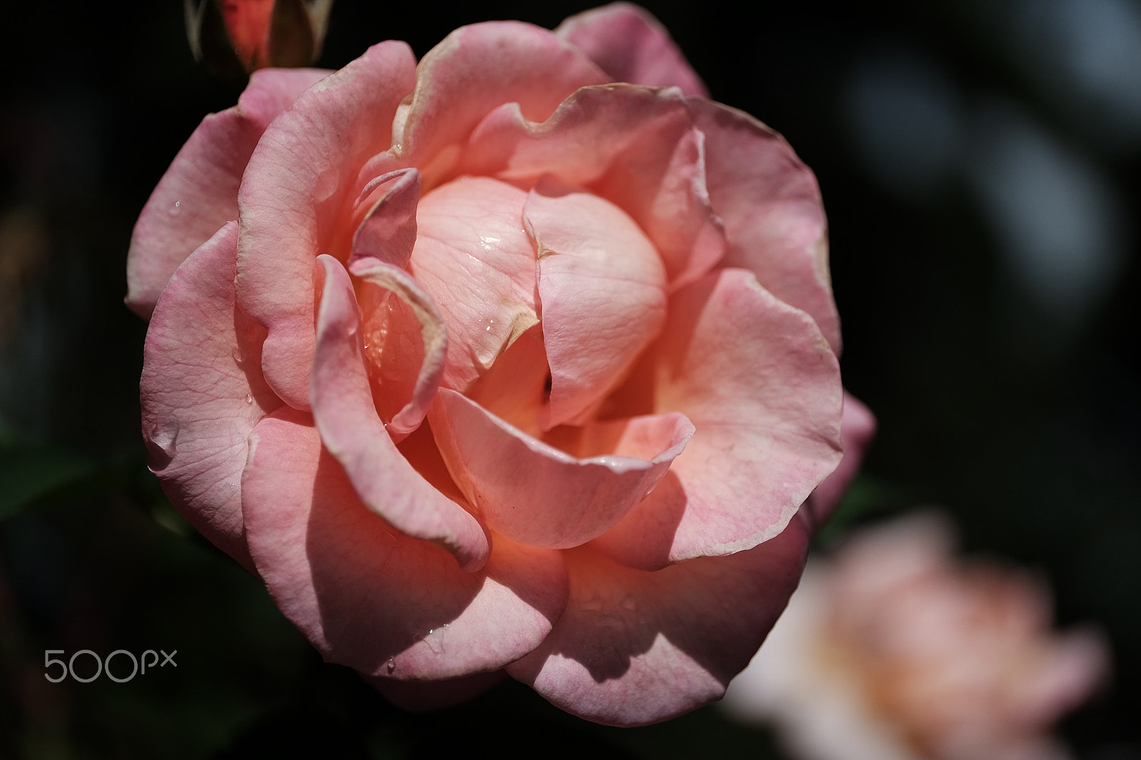 ZEISS Touit 50mm F2.8 sample photo. Rose garden fxe photography