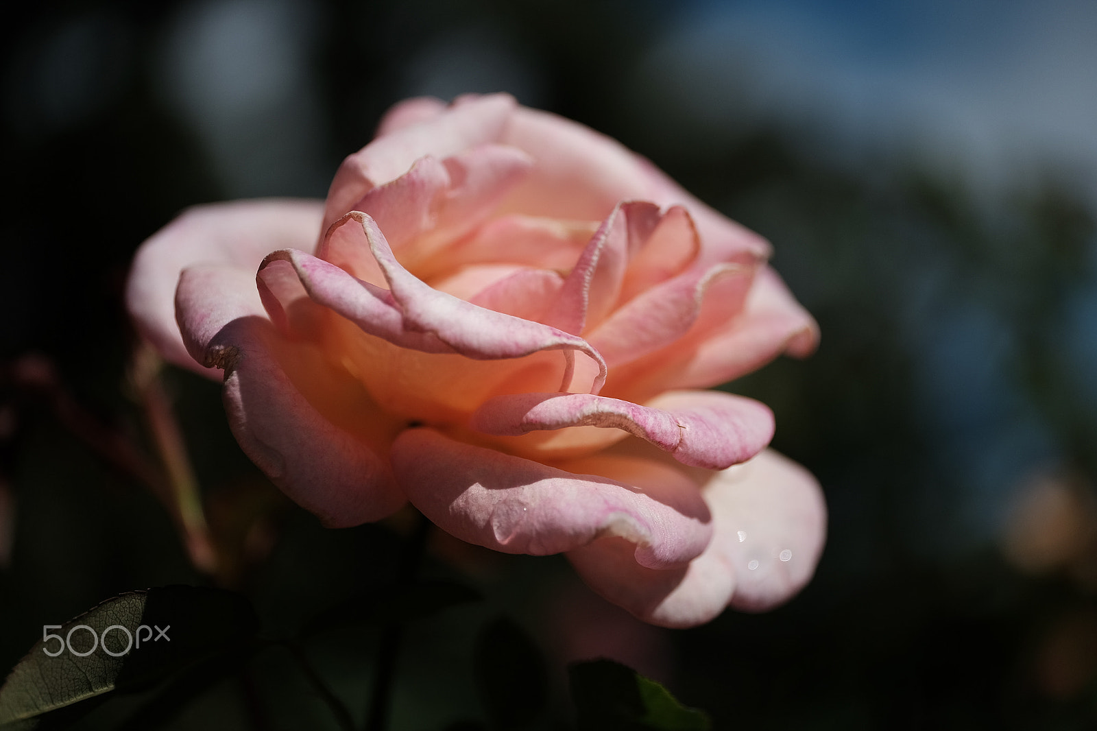 Fujifilm X-E2 + ZEISS Touit 50mm F2.8 sample photo. Rose garden fxe photography