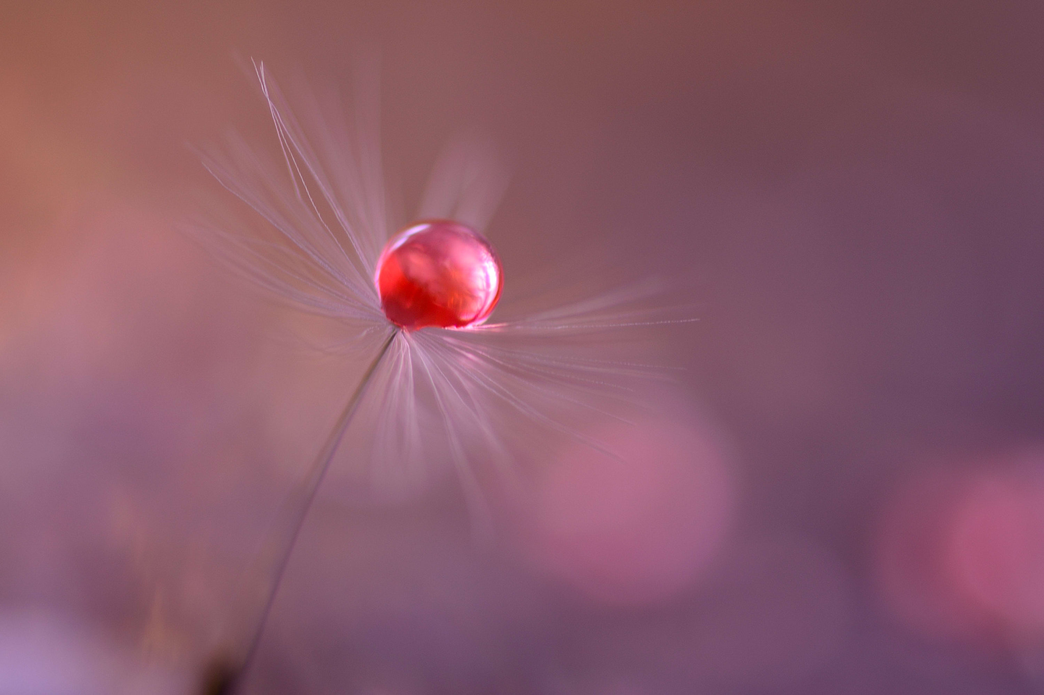 Sigma 105mm F2.8 EX DG OS HSM sample photo. Wondering photography