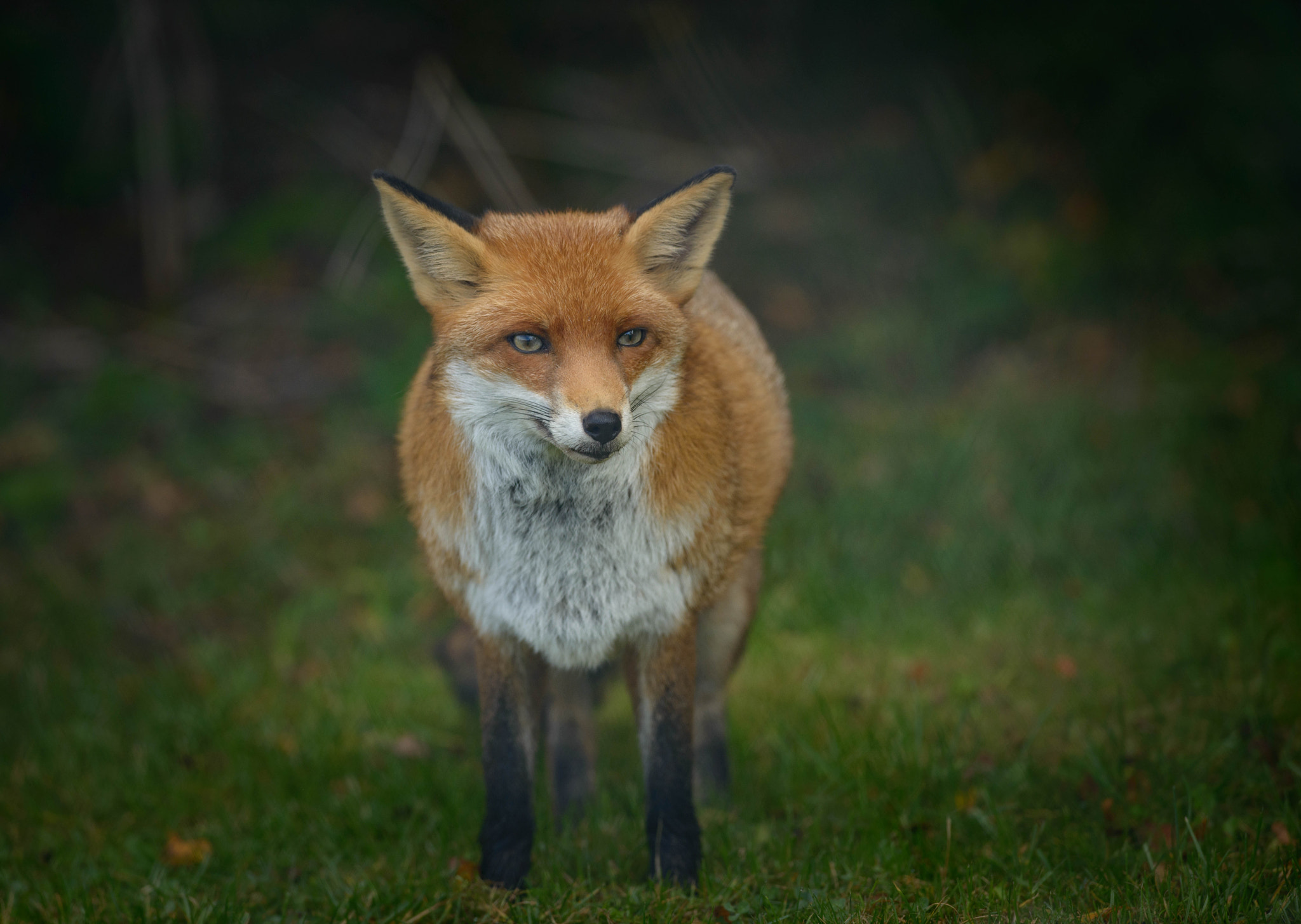 AF-S Nikkor 300mm f/2.8D IF-ED II sample photo. Foxes photography