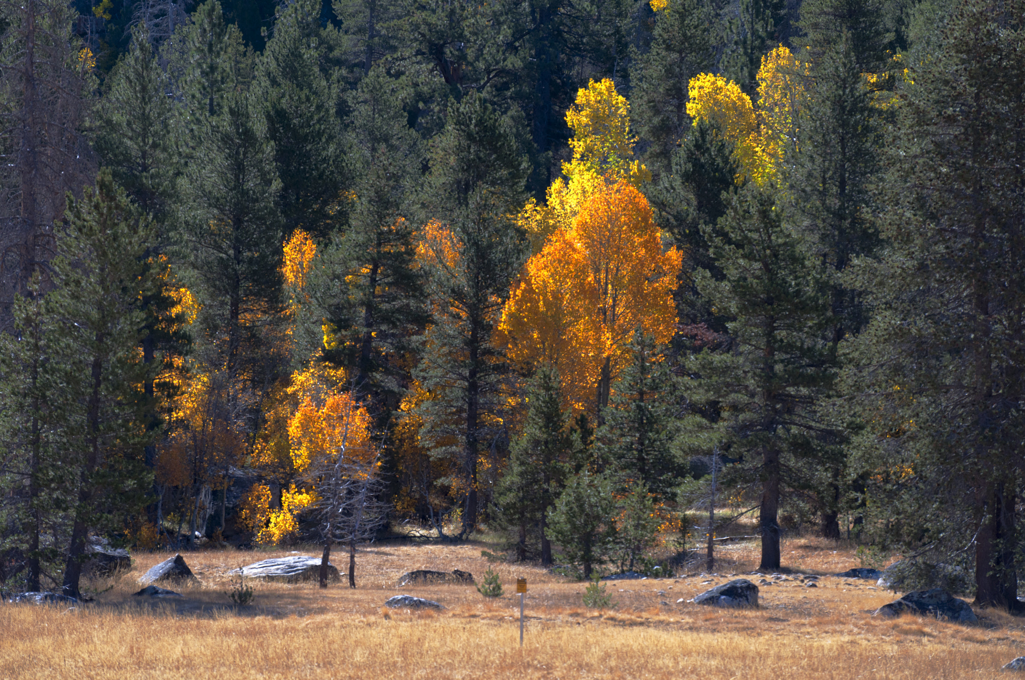 Nikon D5000 sample photo. Fall color 1 photography