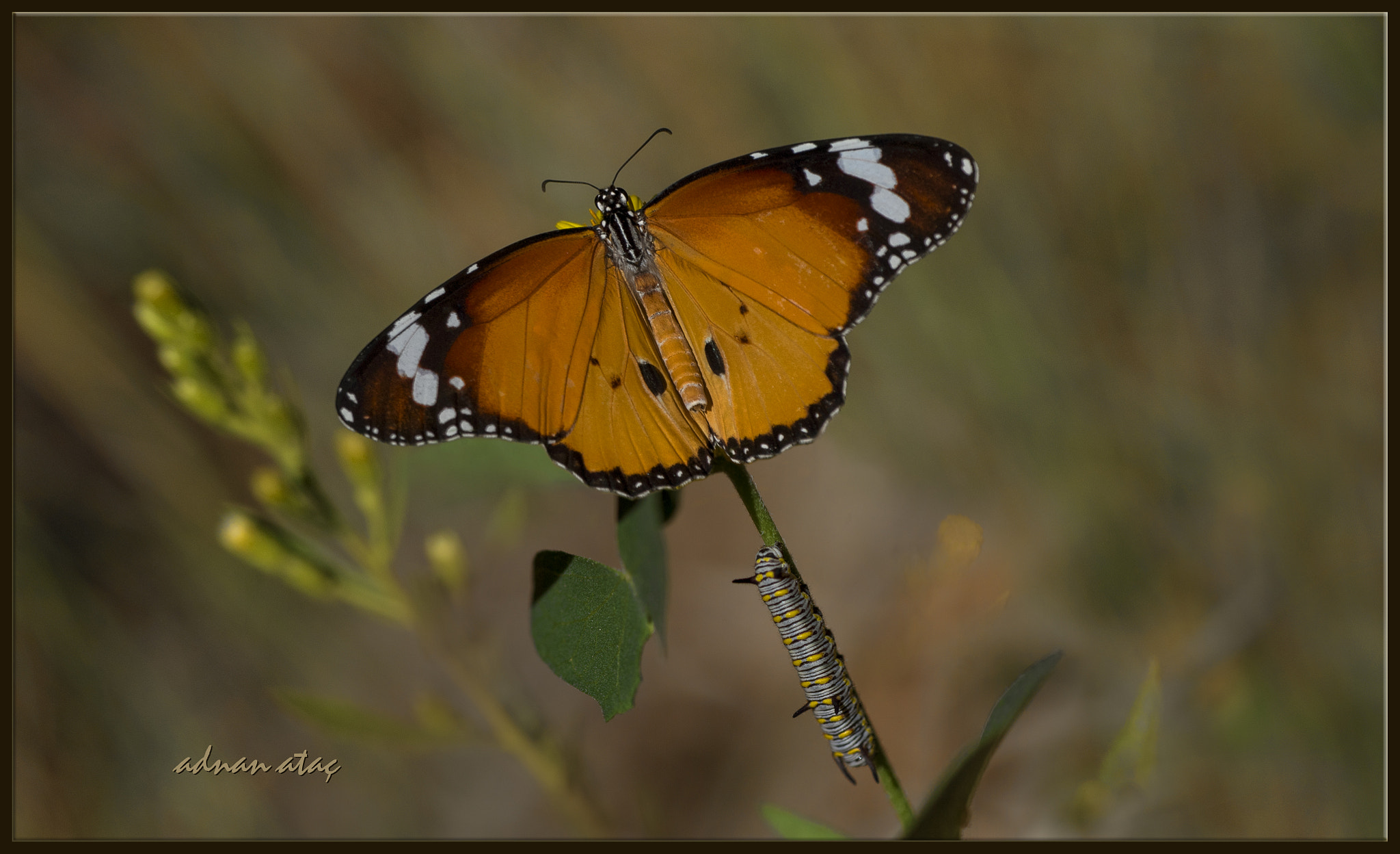 Nikon D5 sample photo. Sultan kelebeği - danaus chrysippus - african queen photography