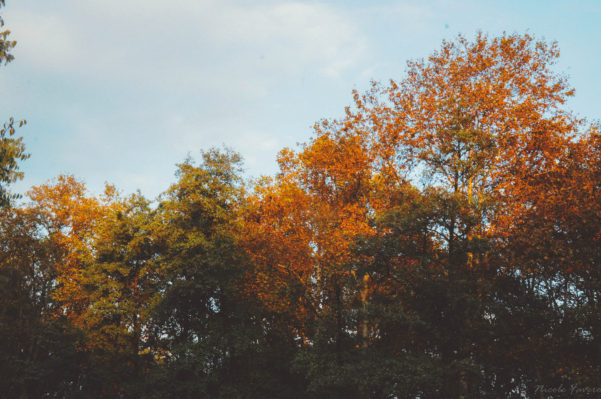 Nikon D5000 sample photo. Shades of autumn. photography
