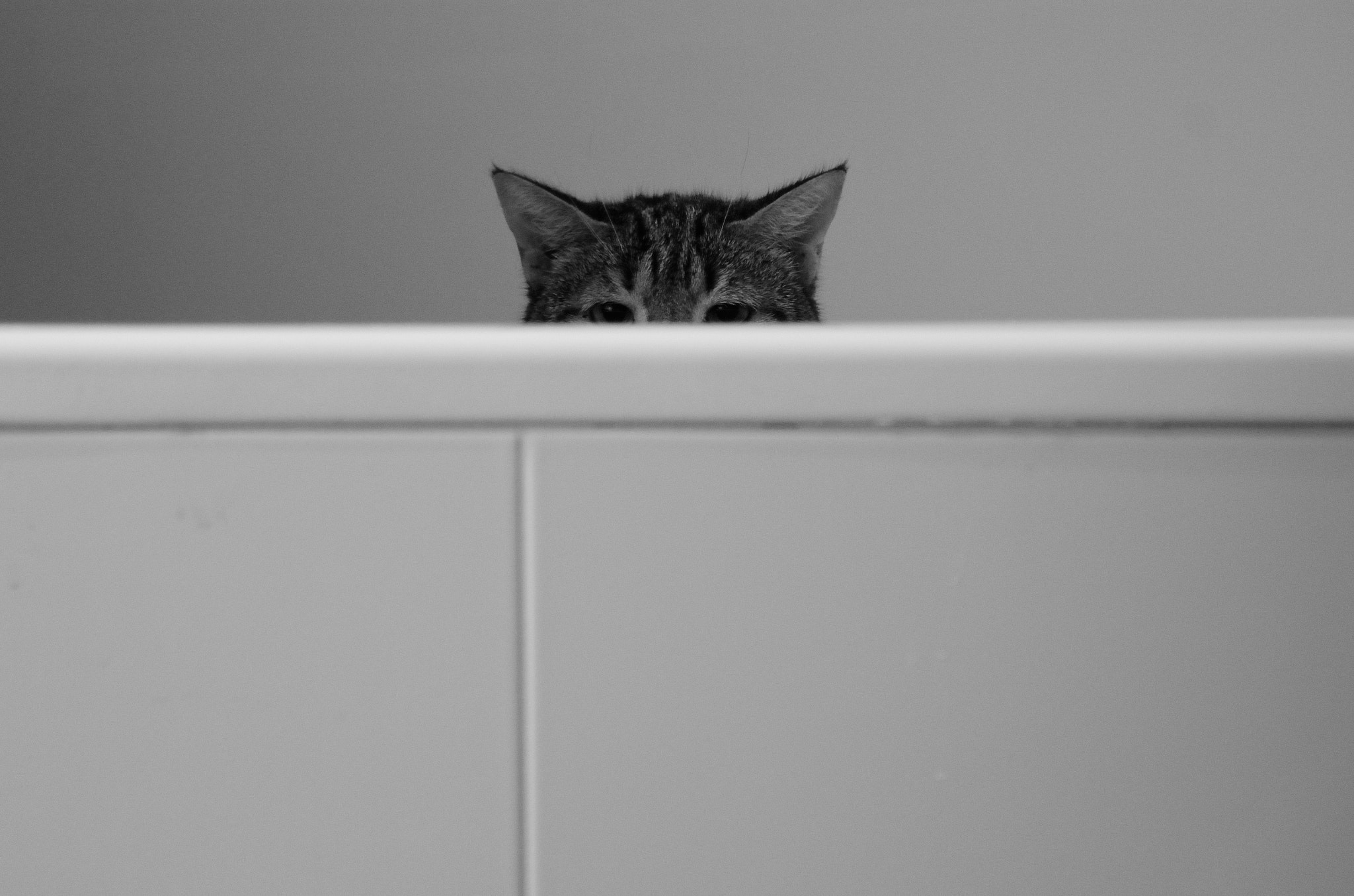 Nikon AF-S Nikkor 24-120mm F4G ED VR sample photo. Don't eat me... photography