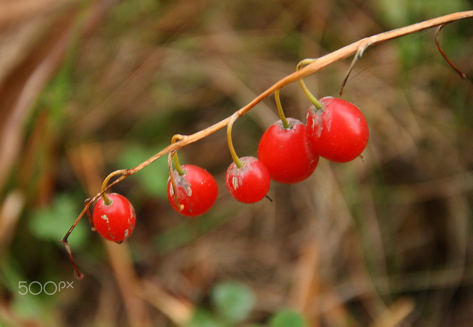Sigma 18-125mm F3.8-5.6 DC OS HSM sample photo. Berries lily of the valley photography