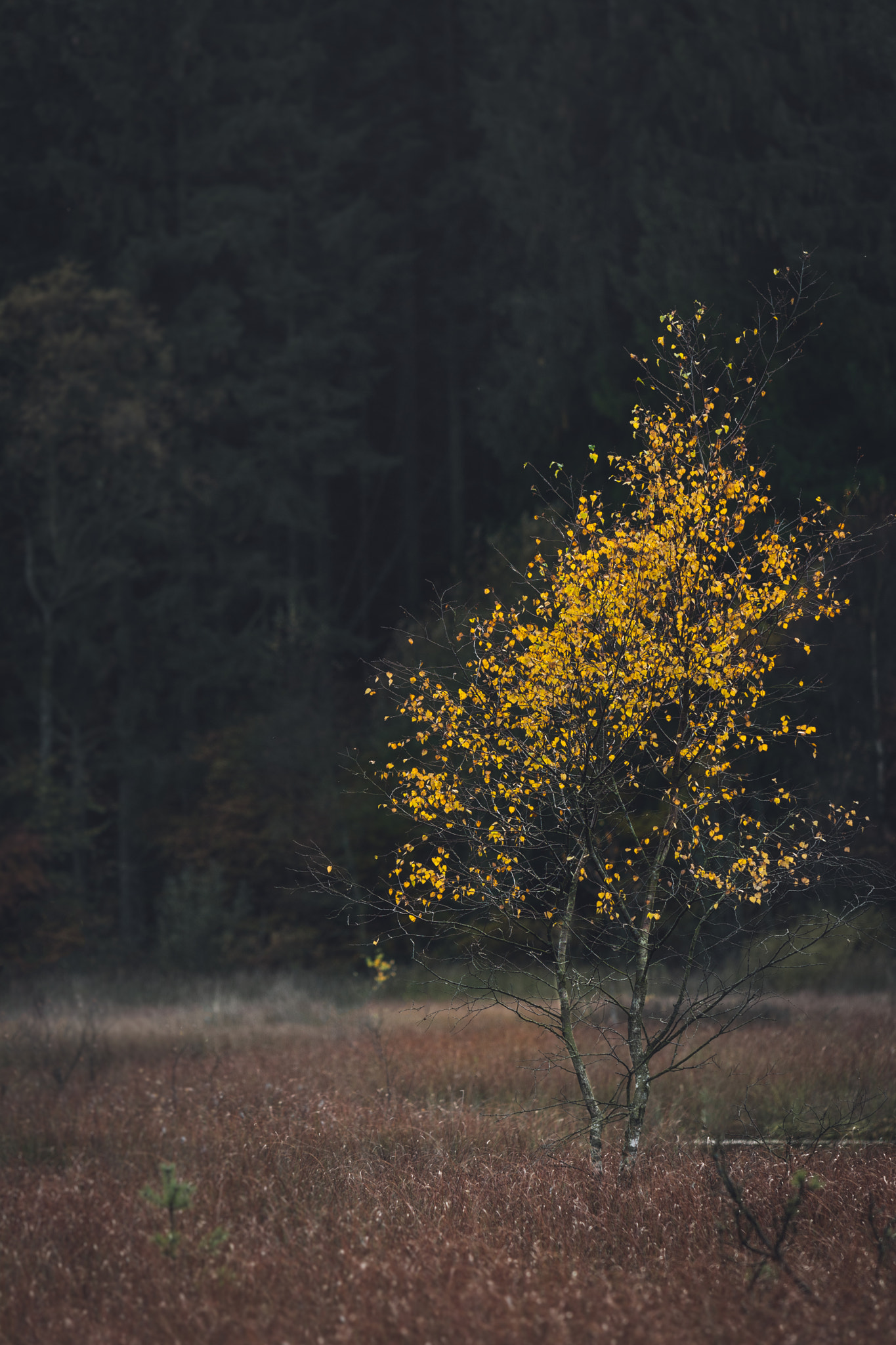 Nikon AF-S Nikkor 70-200mm F4G ED VR sample photo. Alone in yellow photography