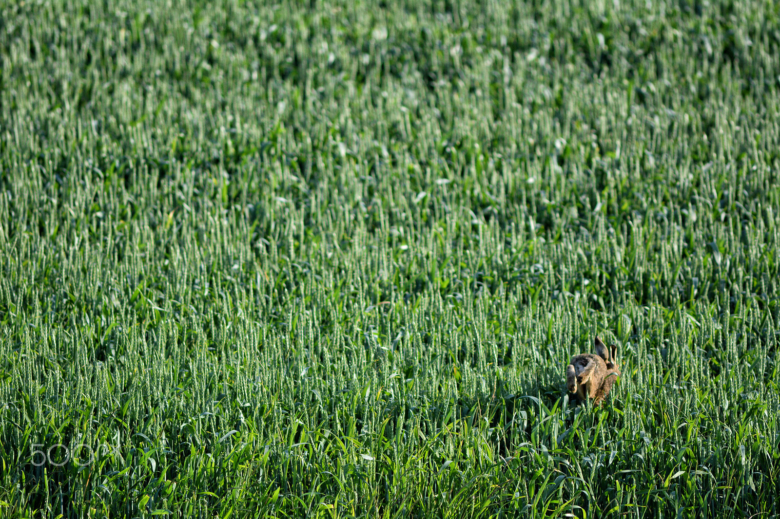 AF Nikkor 300mm f/4 IF-ED sample photo. Hopping off photography