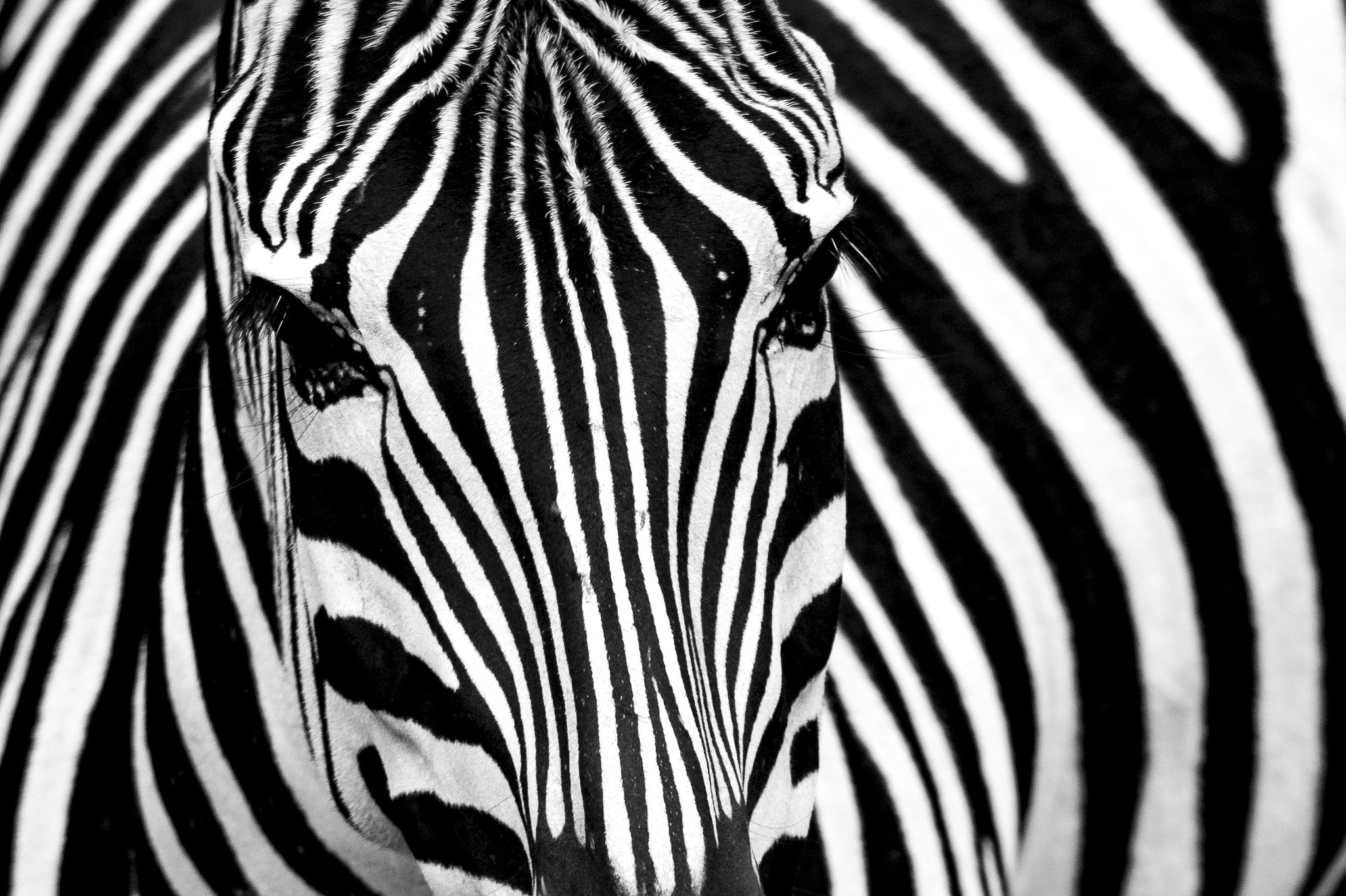 Nikon D800 + Nikon AF-S Nikkor 300mm F4D ED-IF sample photo. Zebra photography