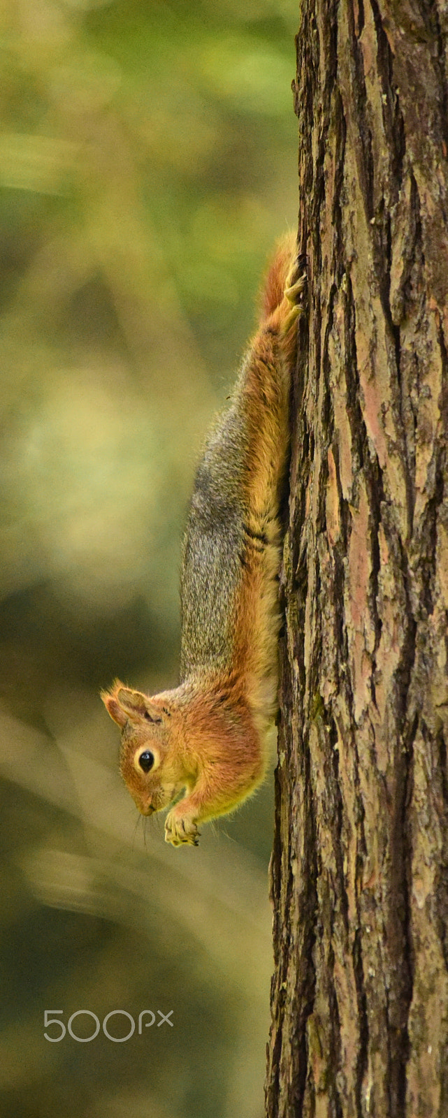 Sigma 150-500mm F5-6.3 DG OS HSM sample photo. Sguirell photography