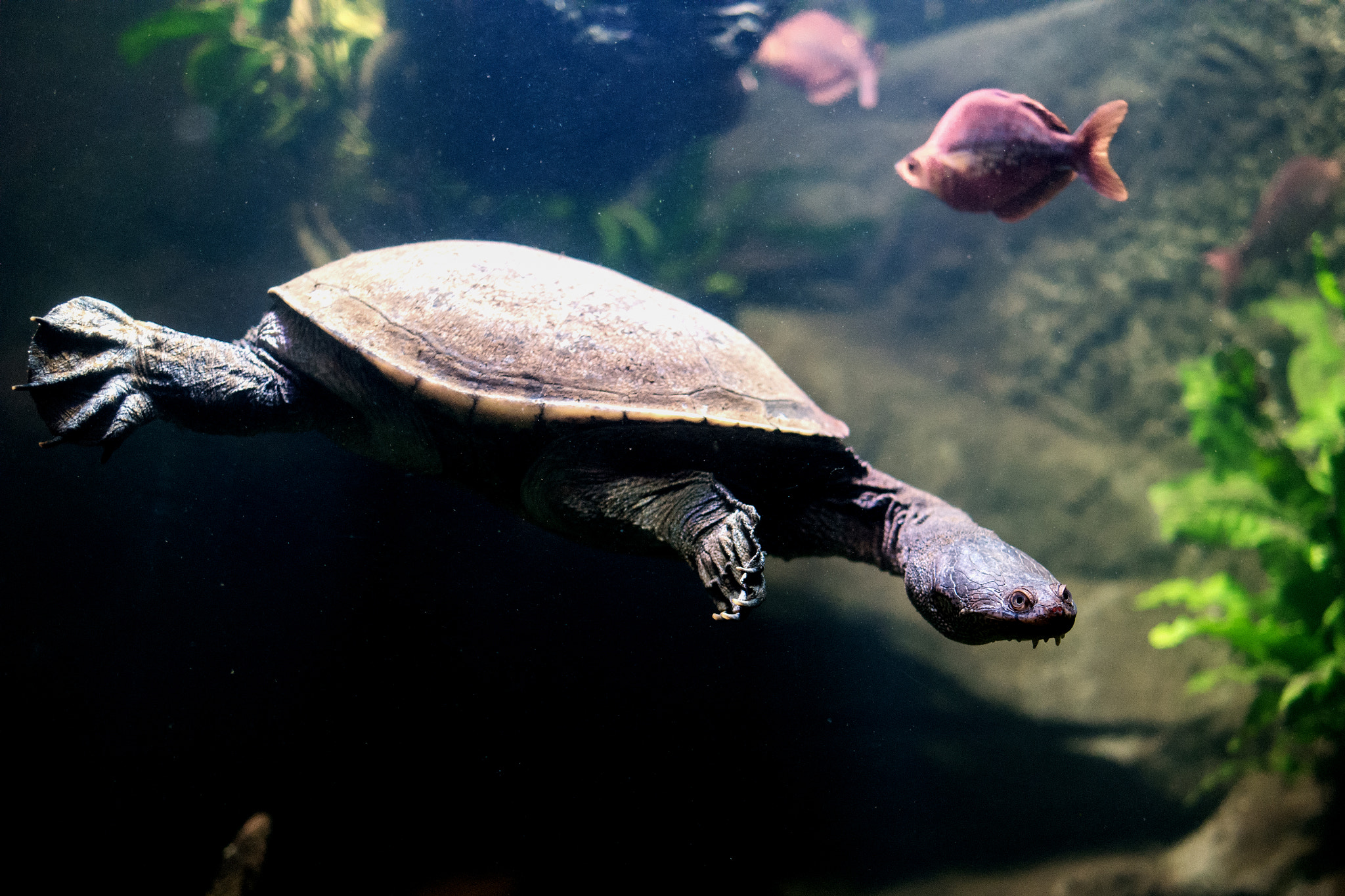 Samsung NX500 + Samsung NX 30mm F2 Pancake sample photo. Snake neck turtle photography