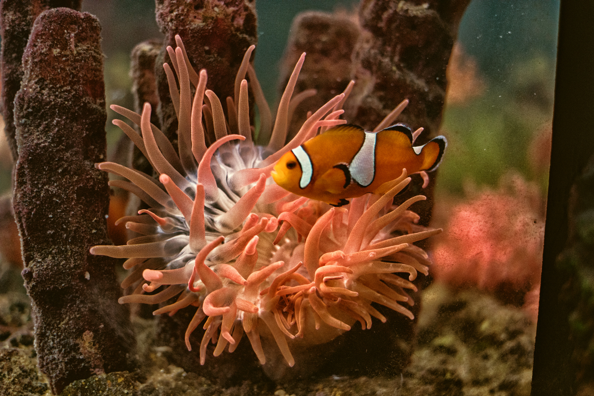 Samsung NX 30mm F2 Pancake sample photo. Anenomenemo photography