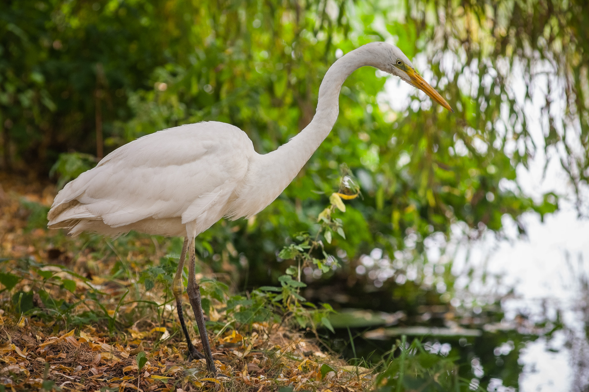 Canon EOS 5D + Canon EF 135mm F2.8 SF sample photo. The silver heron. photography