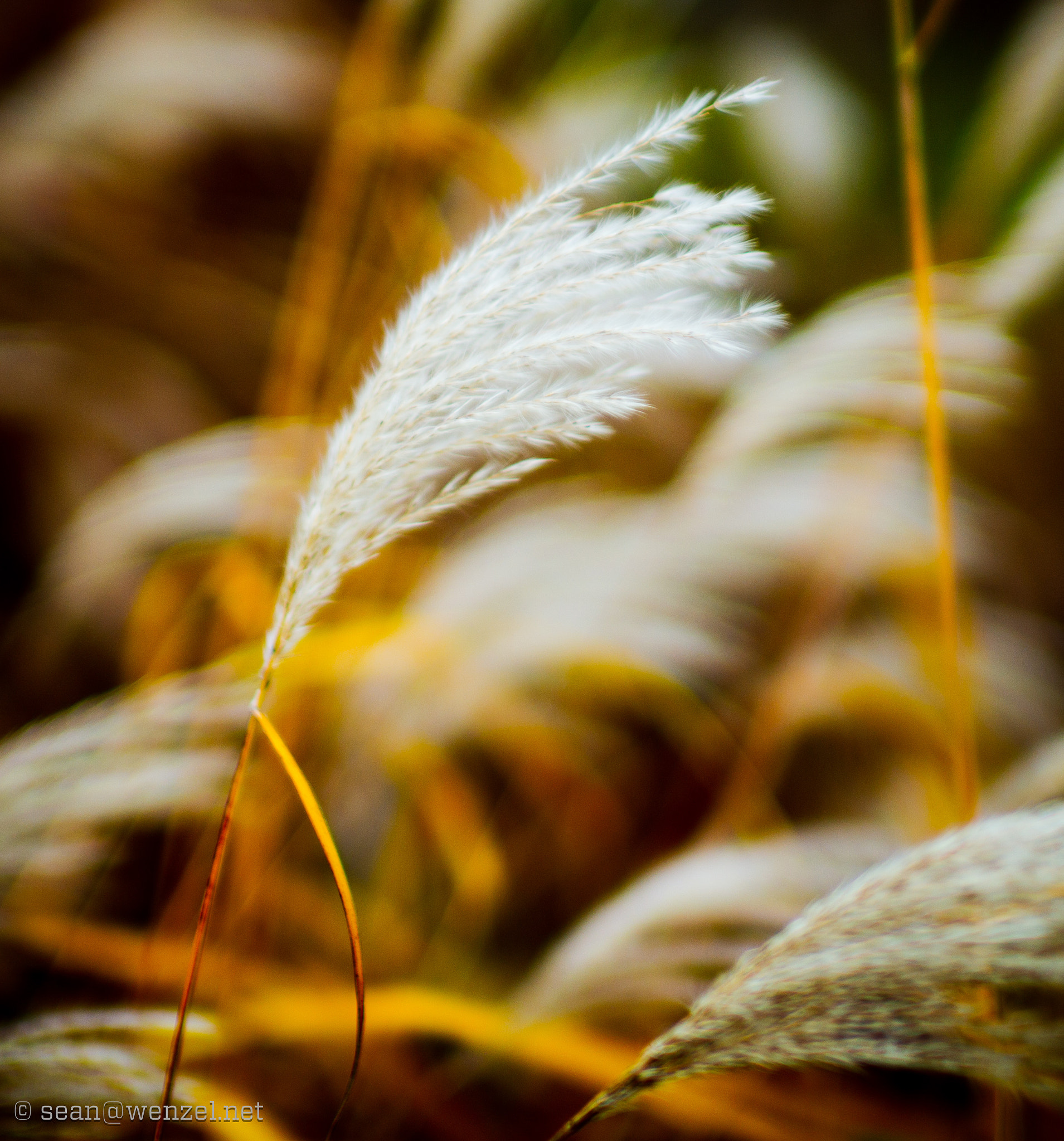 Leica Noctilux-M 50mm F0.95 ASPH sample photo. Bokeh photography
