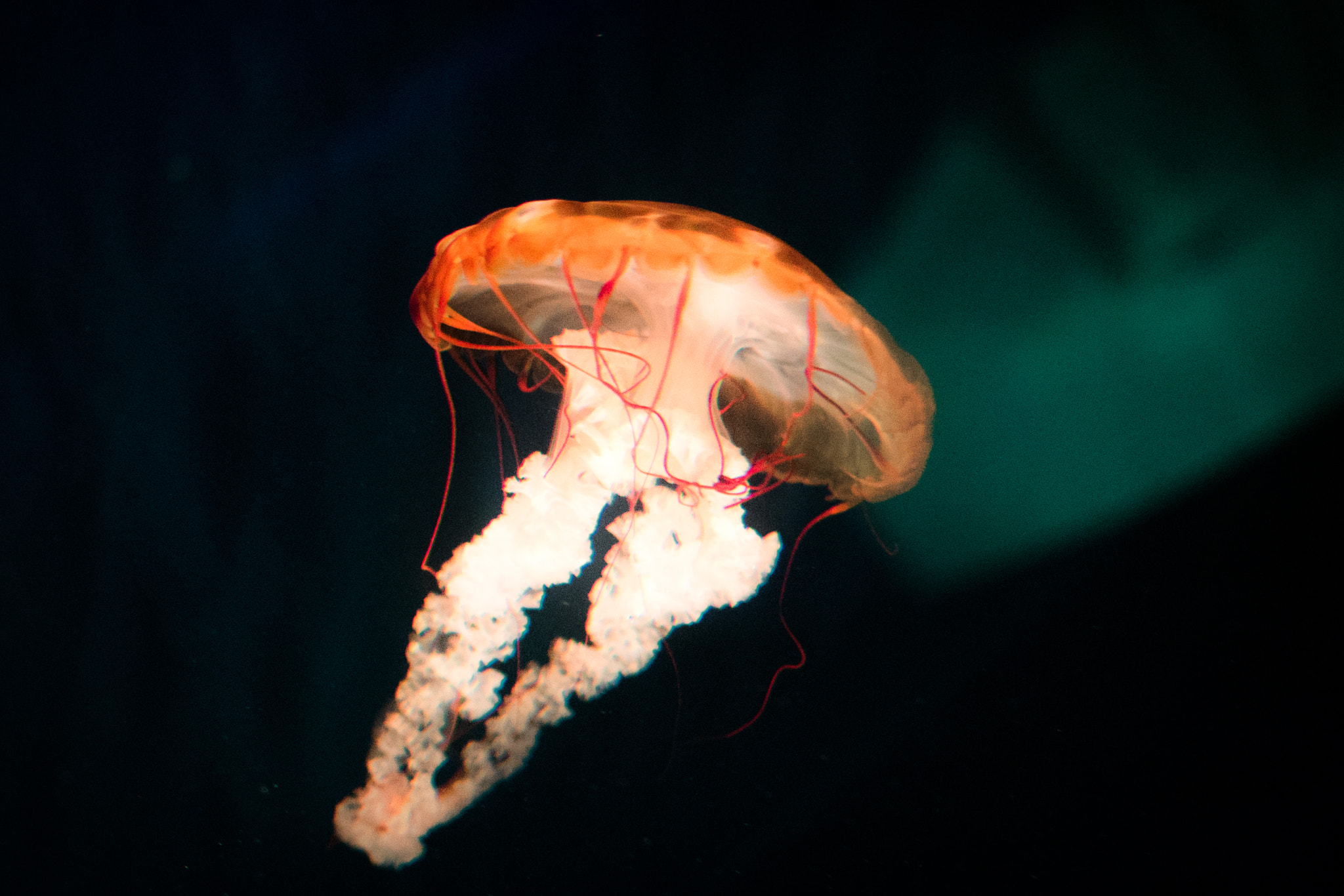 Samsung NX 30mm F2 Pancake sample photo. Jello photography
