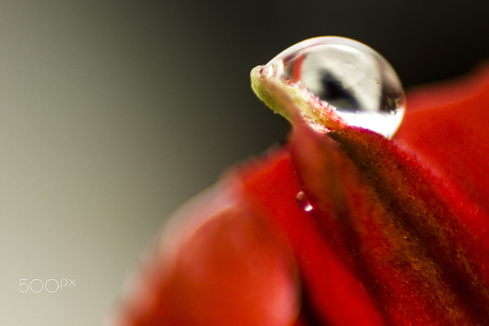 Canon EF 35-80mm f/4-5.6 sample photo. Rojo pasion photography