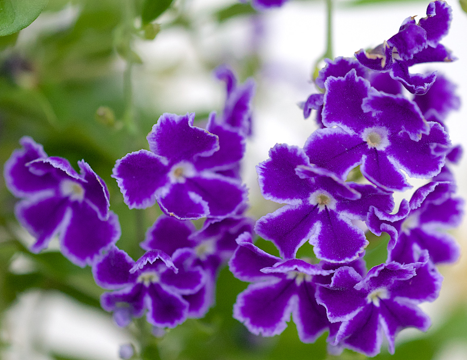 Canon EOS-1D Mark IV sample photo. Macro duranta photography