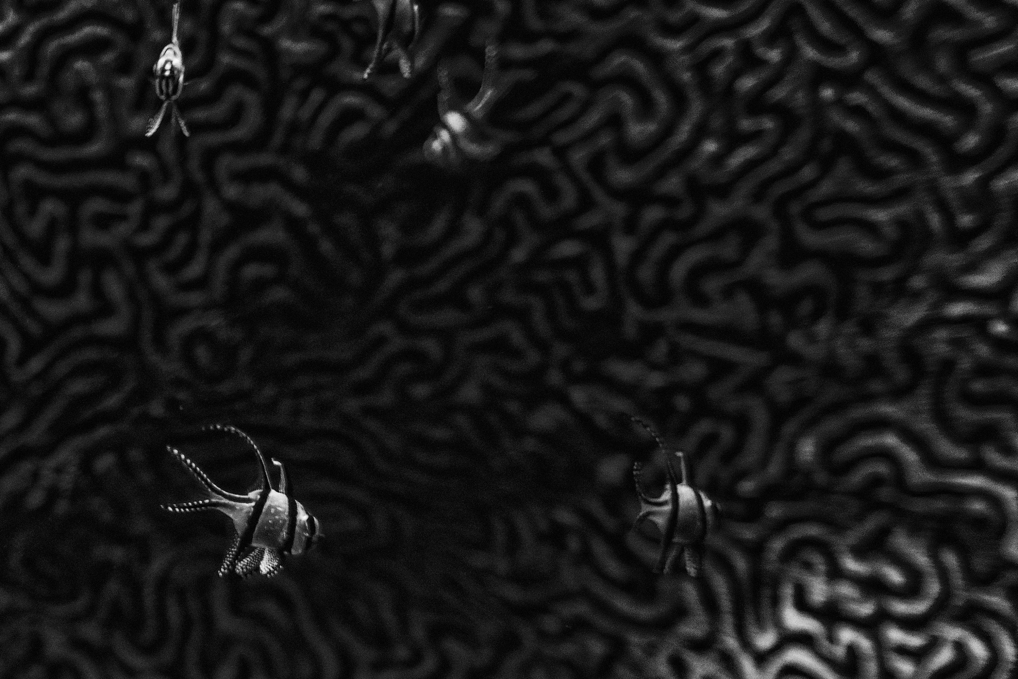 Samsung NX 30mm F2 Pancake sample photo. Fish brain photography
