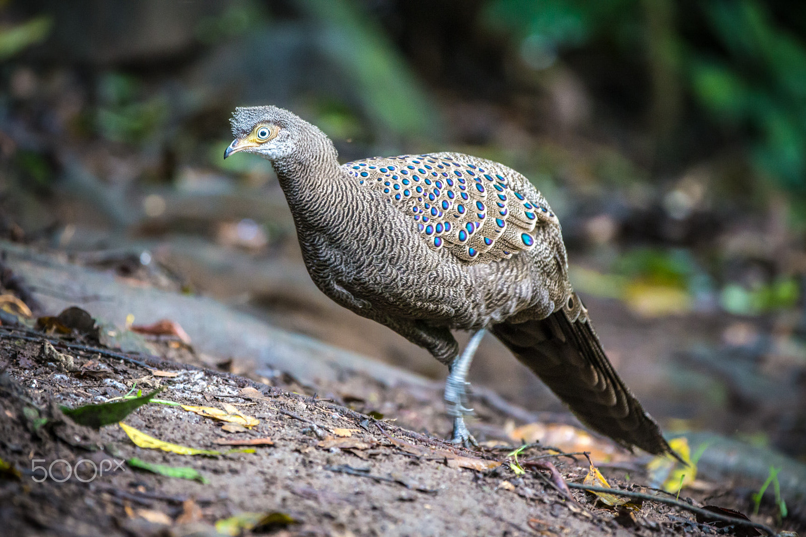 Canon EOS 6D + Canon EF 70-200mm F2.8L IS II USM sample photo. Grey peacock-pheasant photography