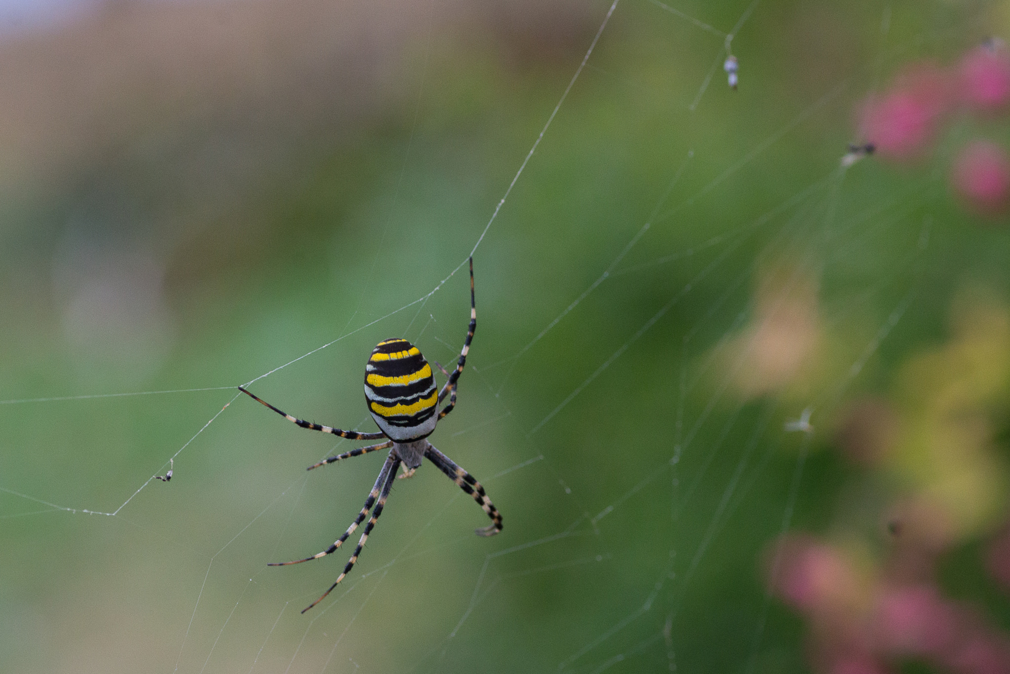 Canon EOS 6D + Tamron SP AF 90mm F2.8 Di Macro sample photo. Yellow spider photography