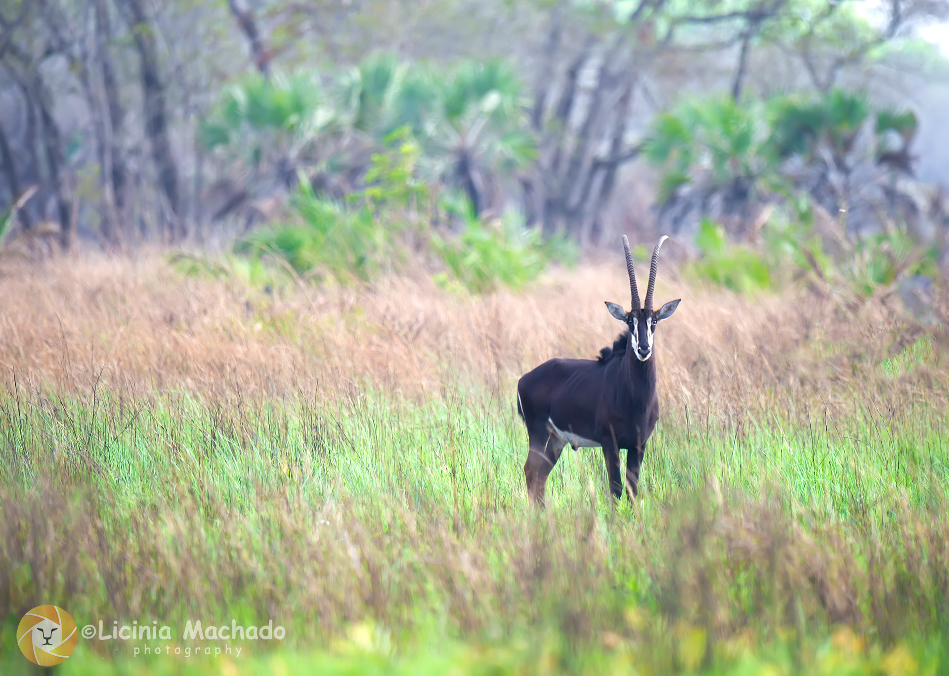 Nikon D3S sample photo. Sable antelope photography