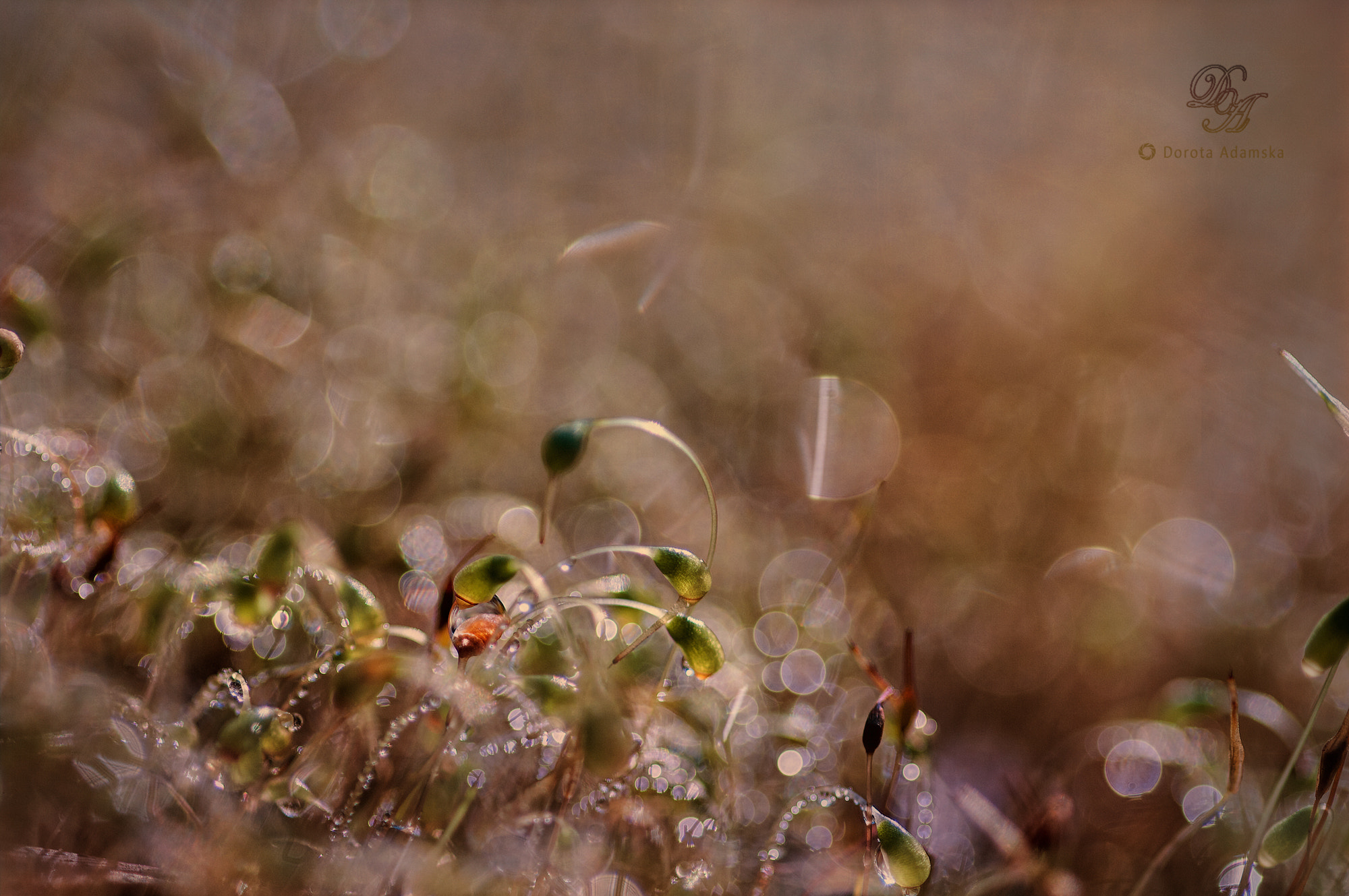 Pentax smc D-FA 100mm F2.8 macro sample photo. Moss photography