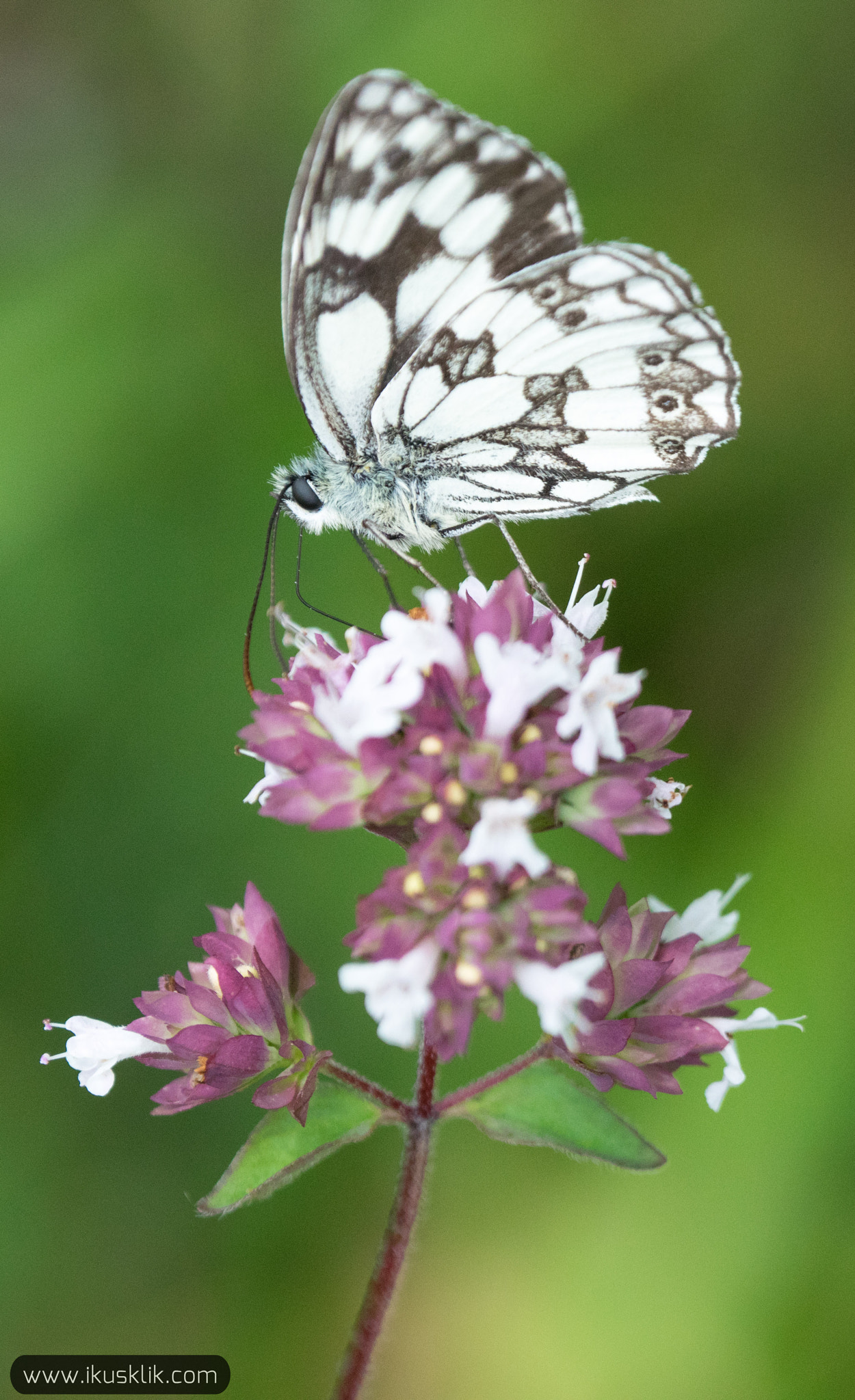 Sony a7R sample photo. Butterfly photography