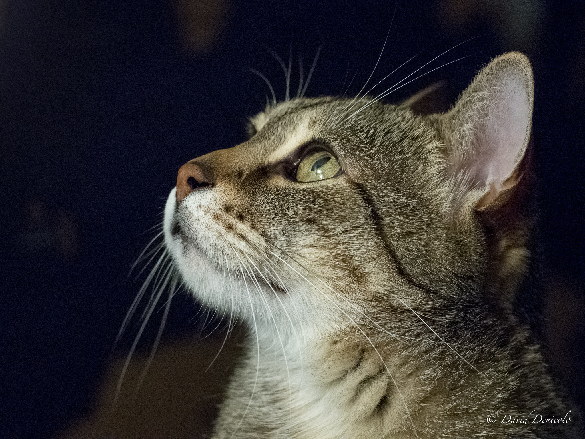 Olympus OM-D E-M5 II + OLYMPUS M.300mm F4.0 sample photo. Black mamba photography