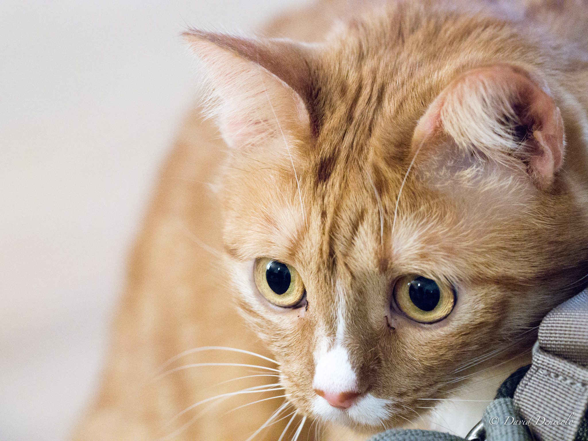 Olympus OM-D E-M5 II + OLYMPUS M.300mm F4.0 sample photo. Calcifer photography