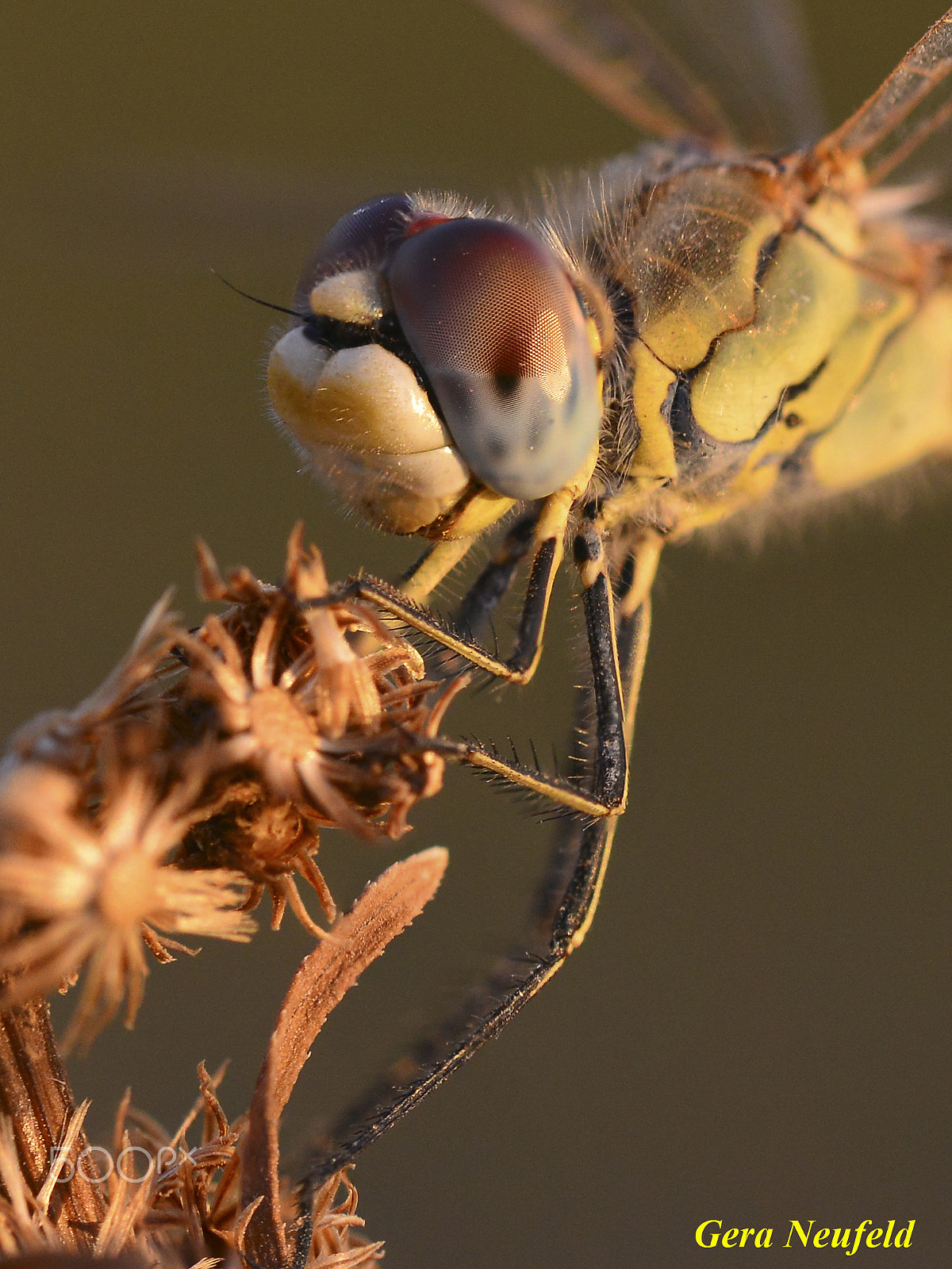 Nikon D800 + Sigma 150mm F2.8 EX DG OS Macro HSM sample photo. Watchful striped dragonfly photography