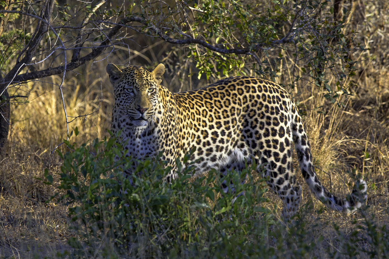 Canon EF 300mm F2.8L IS II USM sample photo. Leopard on the prowl photography