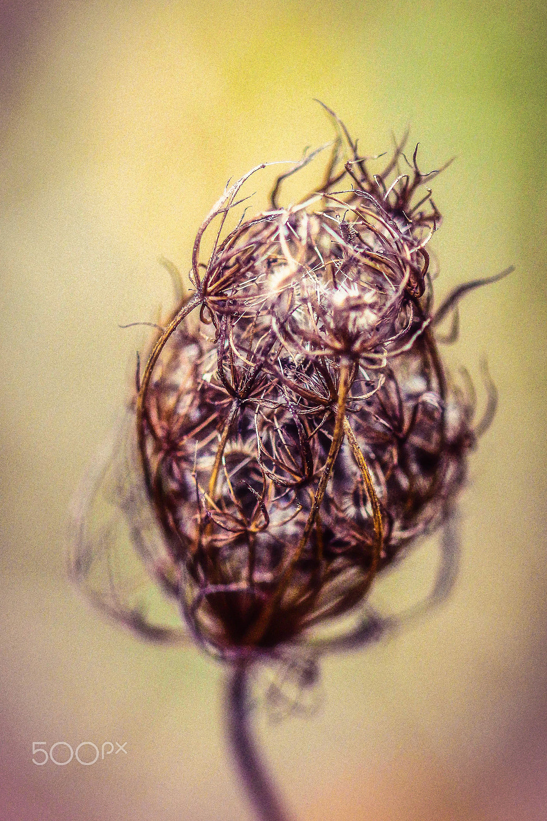 Sigma 105mm F2.8 EX DG OS HSM sample photo. The plant iii photography