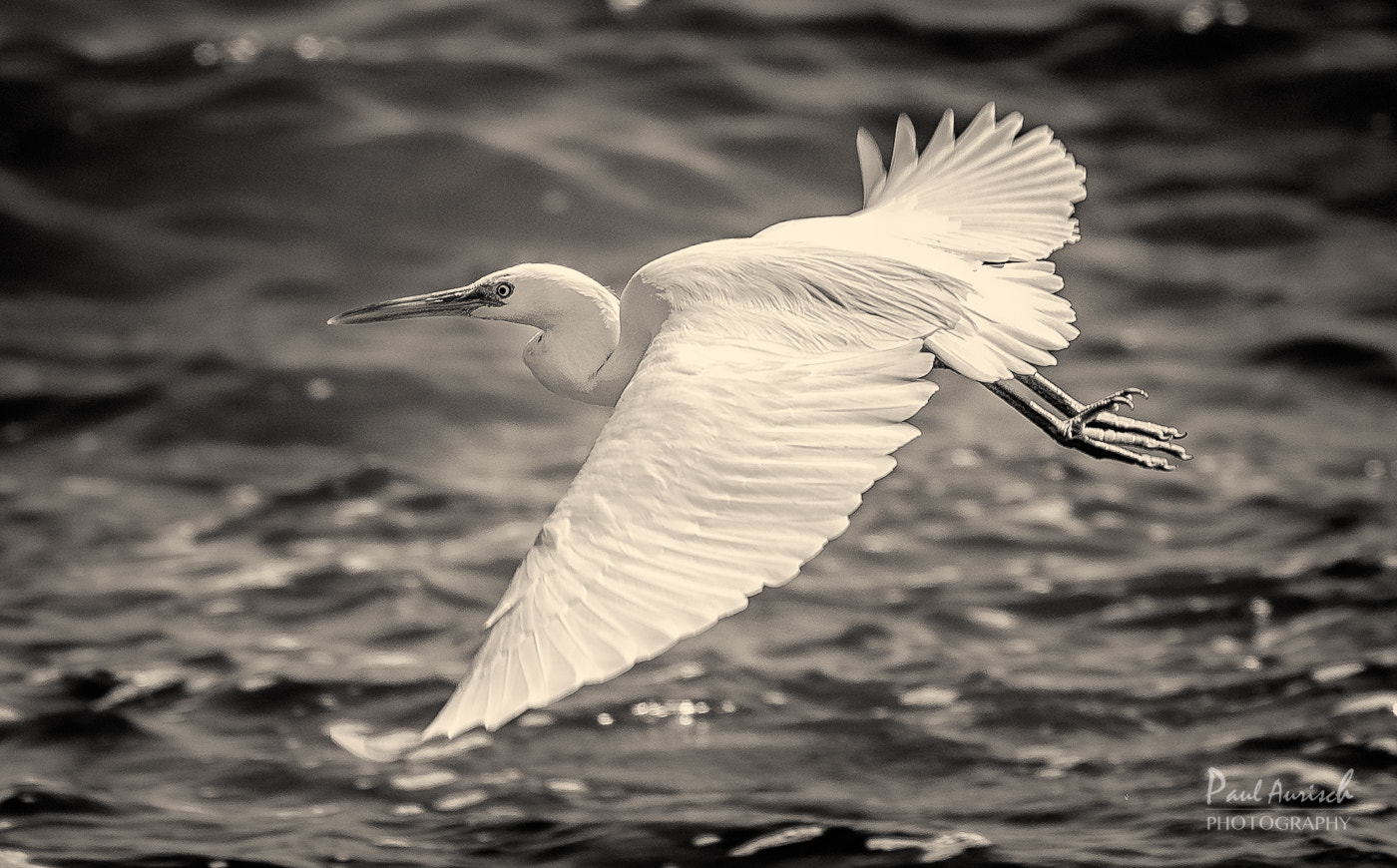 Nikon AF-S Nikkor 70-200mm F4G ED VR sample photo. Eastern great egret photography