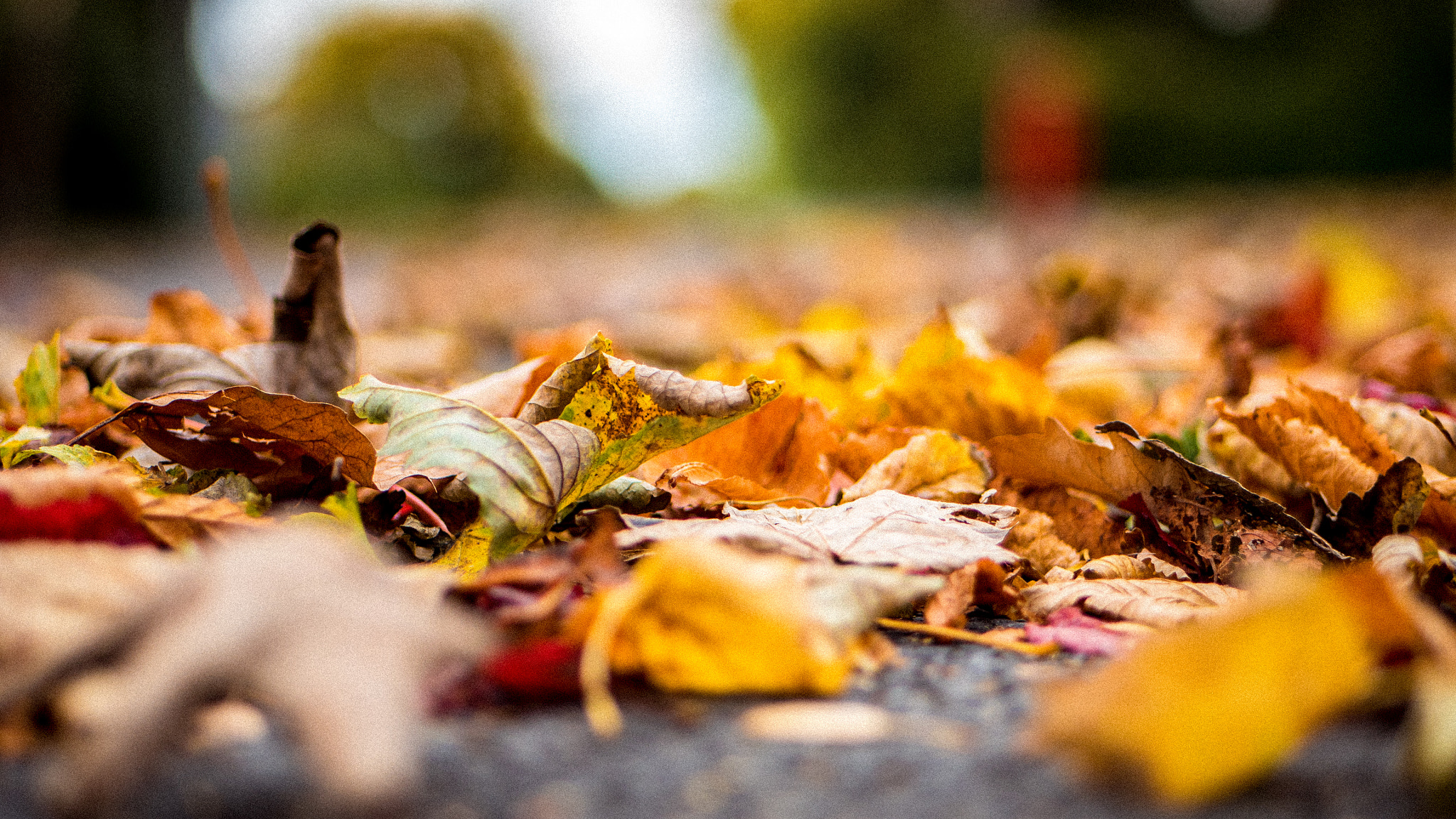 Panasonic Lumix G 42.5mm F1.7 ASPH Power OIS sample photo. Autumn leaves photography