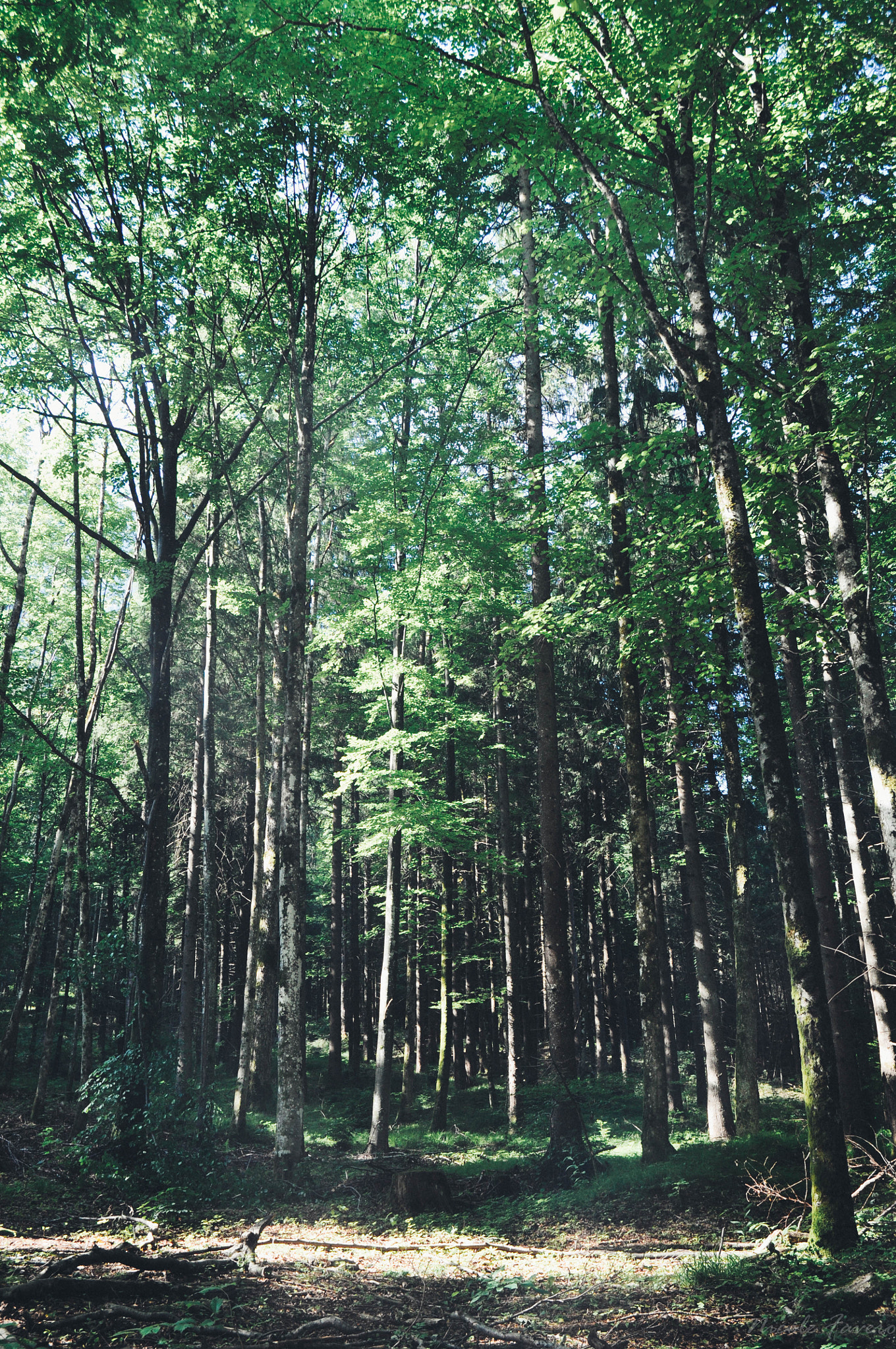 Nikon D5000 sample photo. Walking through forests. photography