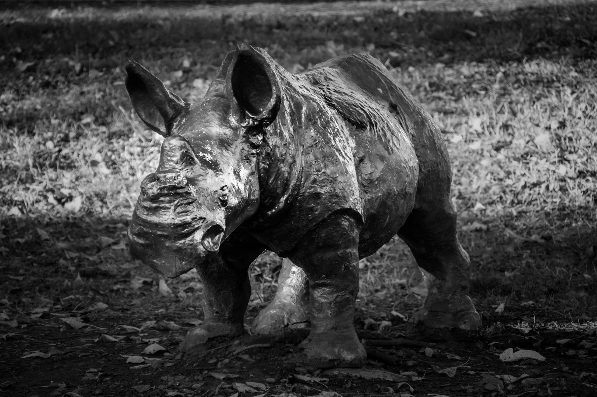 Sigma 28-300mm F3.5-6.3 DG Macro sample photo. Rhino photography