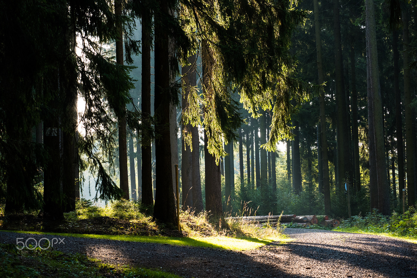 Panasonic Lumix G X Vario 35-100mm F2.8 OIS sample photo. Morninglight photography